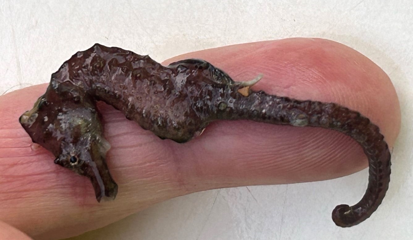 Short snouted sea horse